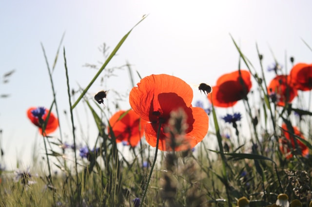 Bees and poppies in a meadow