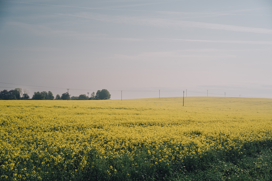 Fields around Romsey