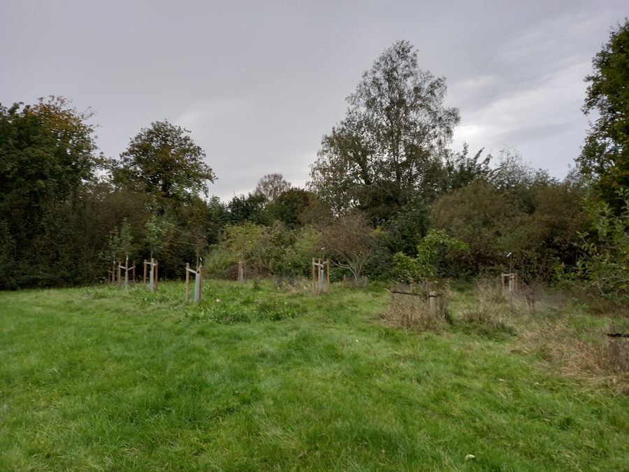 Fruit in a field