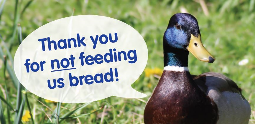 Duck, Thank you for NOT feeding us