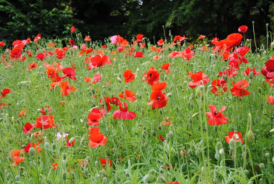 Andover Poppies