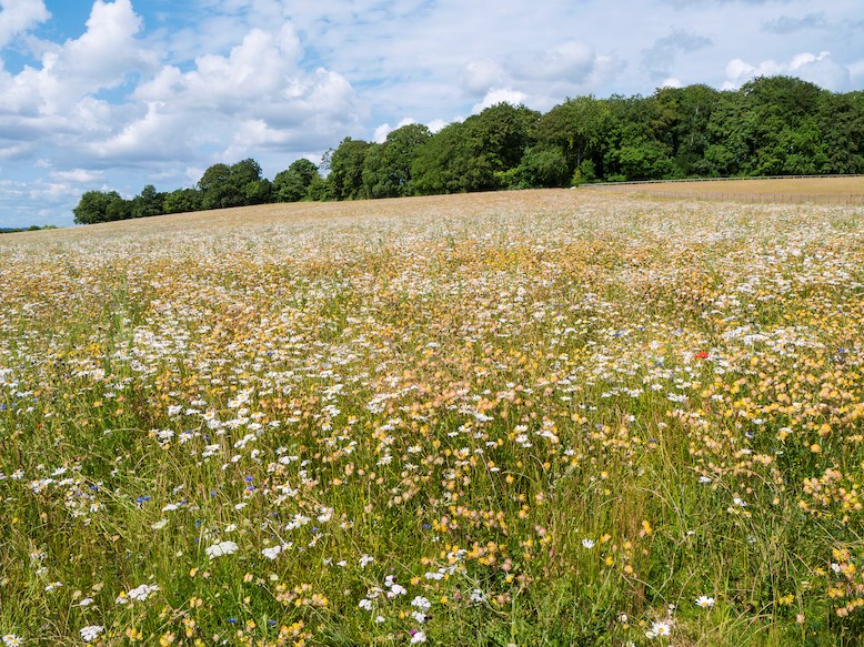 Wild flower meadow