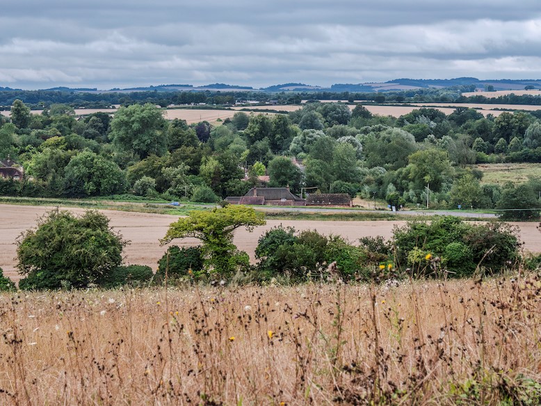 Poplar farm landscape