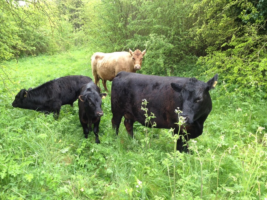 Cows Grazing - Shepherds Spring