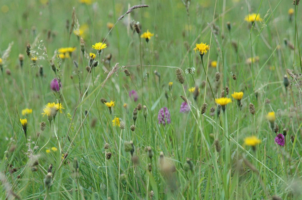 Ladies Walk - Wildflowers