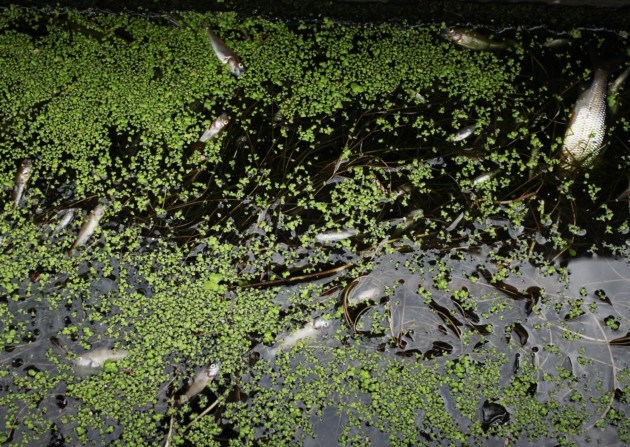 Surface Algae