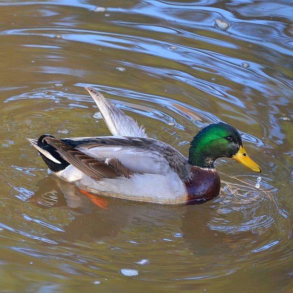 A duck with angel wing By Tony Alter from Newport News, USA (I Like This Duck  Uploaded by theveravee) [CC BY 2.0 (http://creativecommons.org/licenses/by/2.0)], via Wikimedia Commons