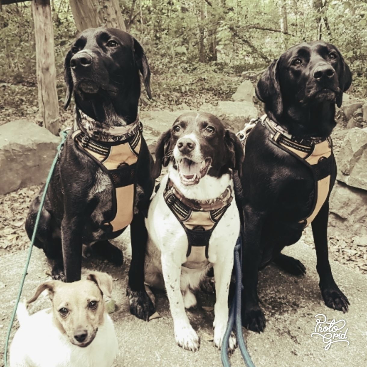 Dogs