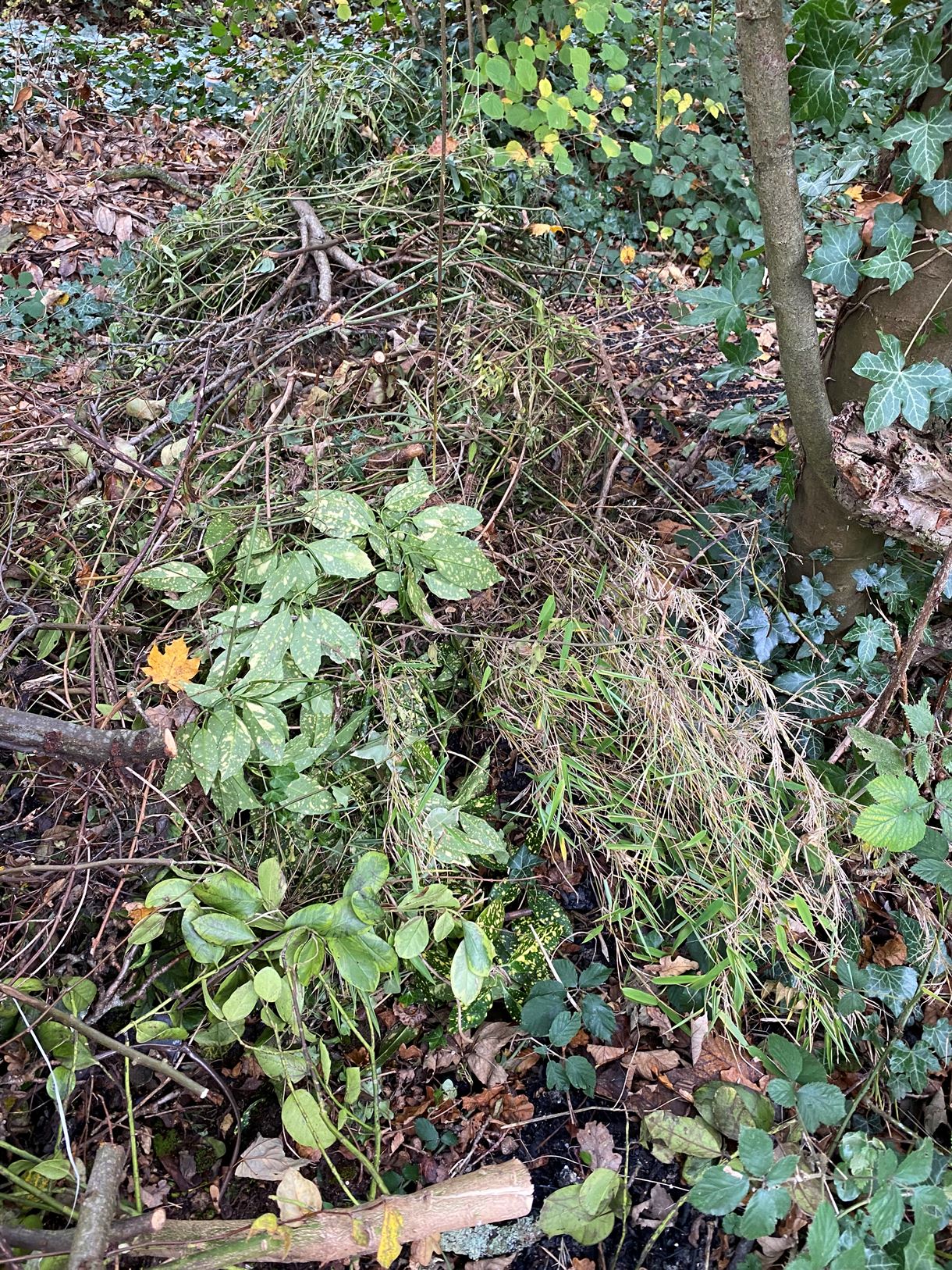 Romsey Road, Southampton, fly-tipped tree branches and green waste.