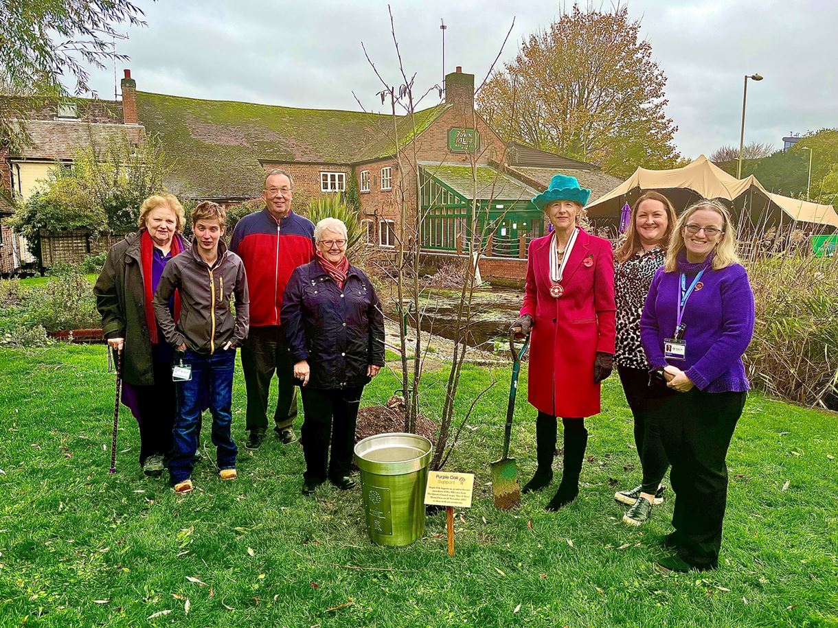 Purple Oak tree planting