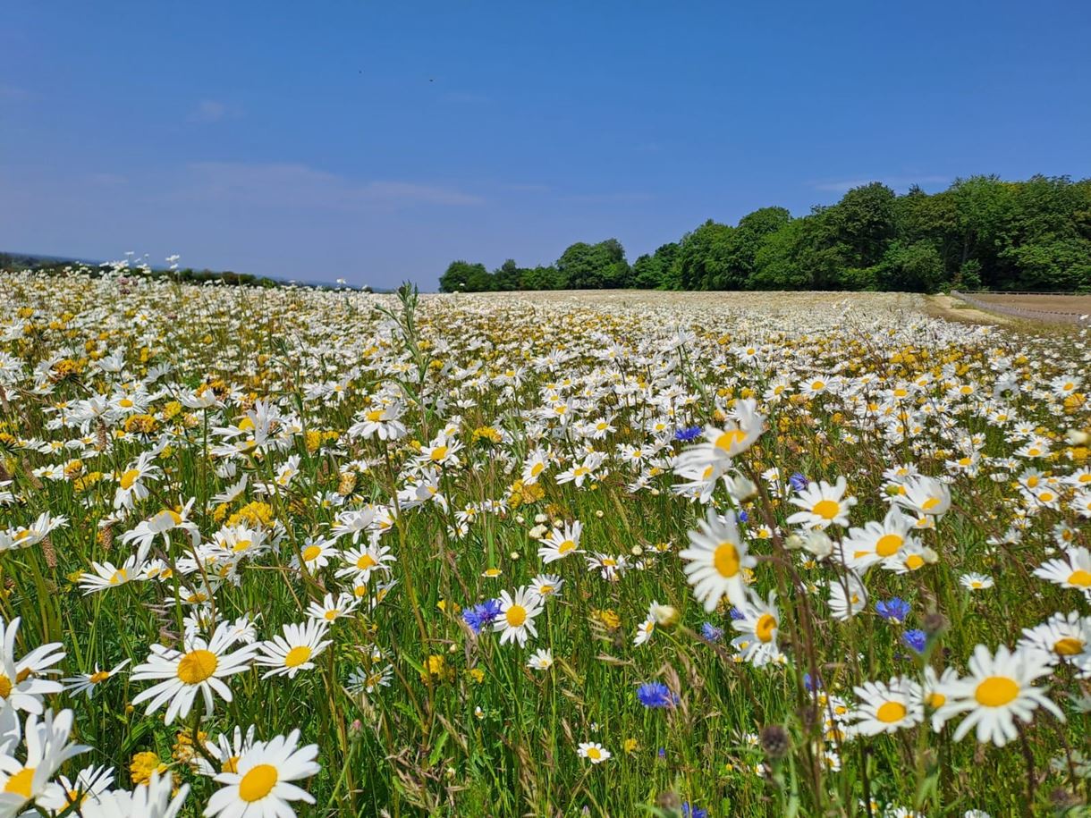 Bury Hill Meadows flowers in bloom for summer