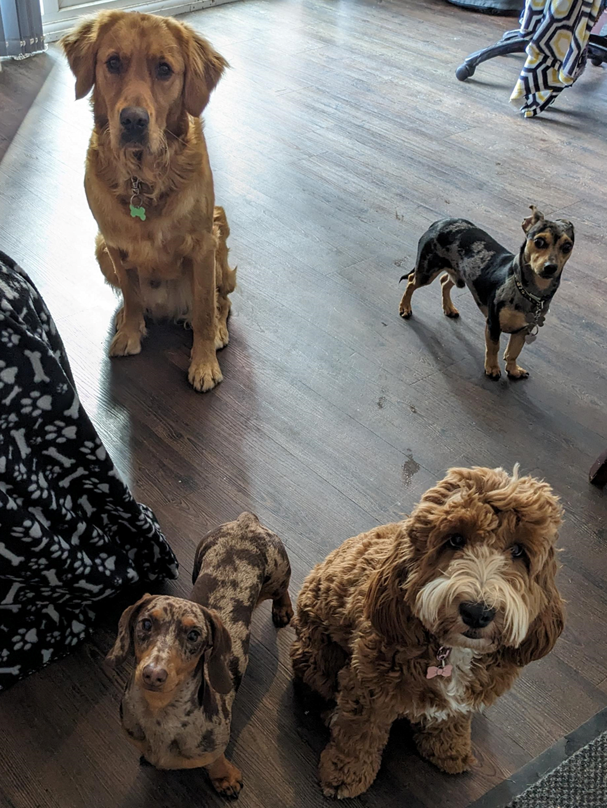 Tippy Tappy Dog Day Care