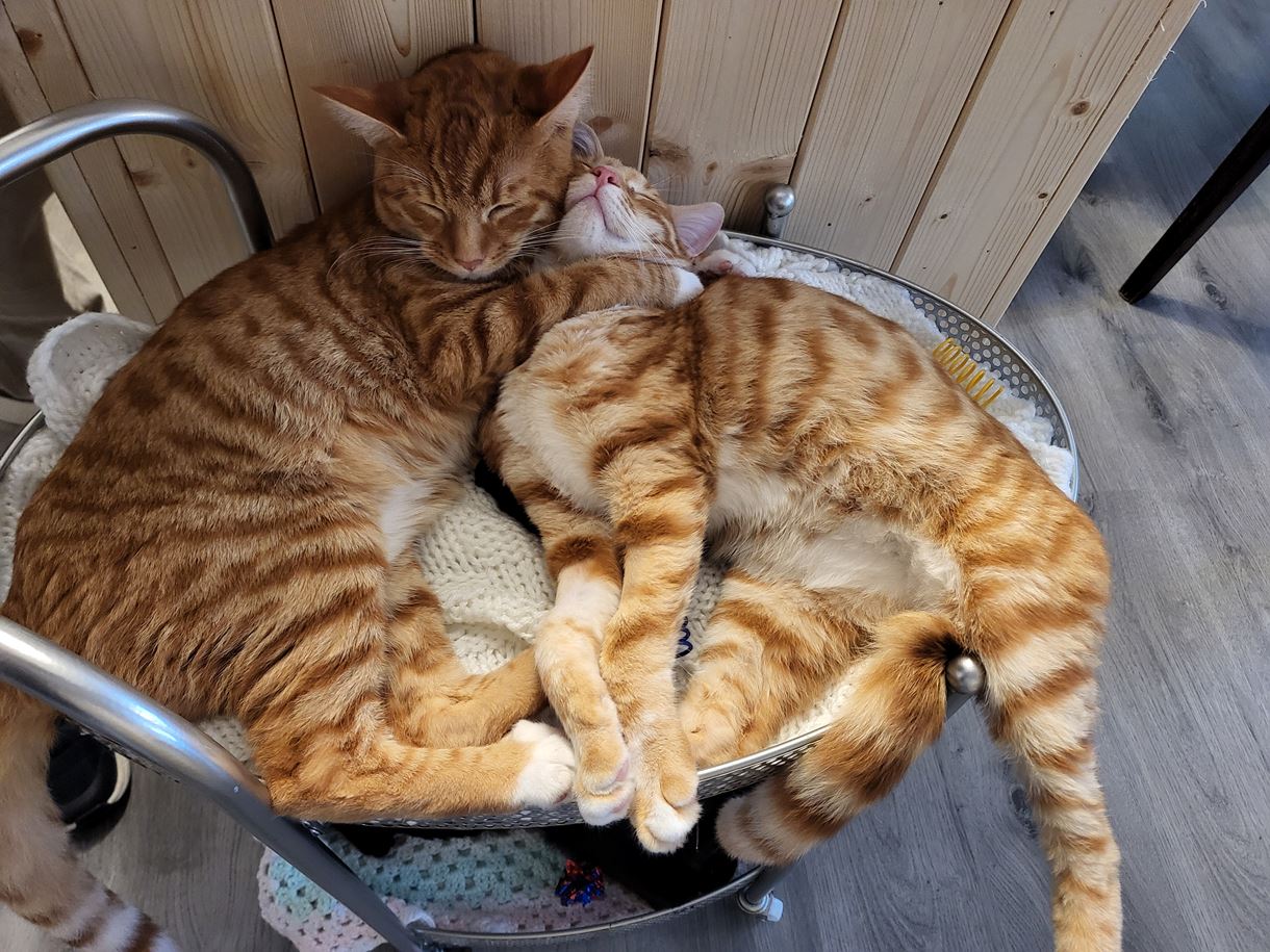 Catfe Andover
